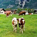 In * Buch bei Jenbach