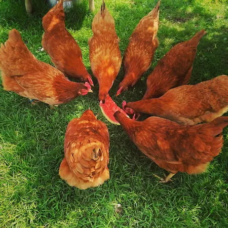 아파트 In 부흐베이젠바흐